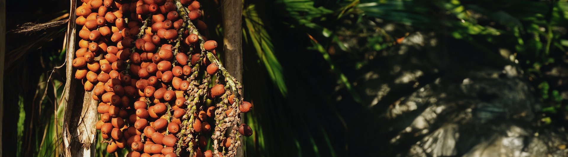 Stores_Chile_StoreBanner_desk_2880x800 (1).jpg